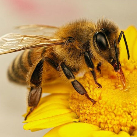 «Забавные пчелки» – мастер-класс