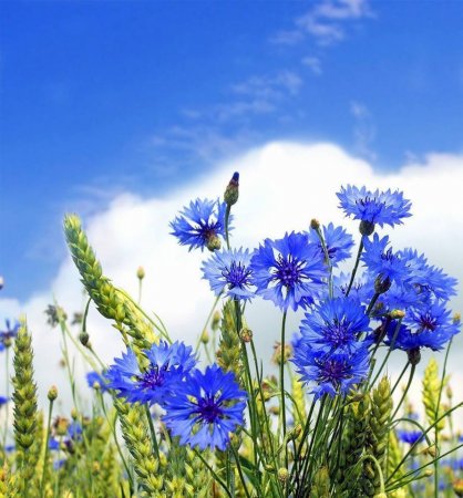 Словно небо – синий, яркий расцветает летом жарким