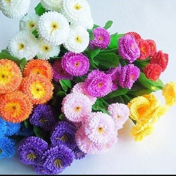 Цветок рыцарей, любви и гаданий