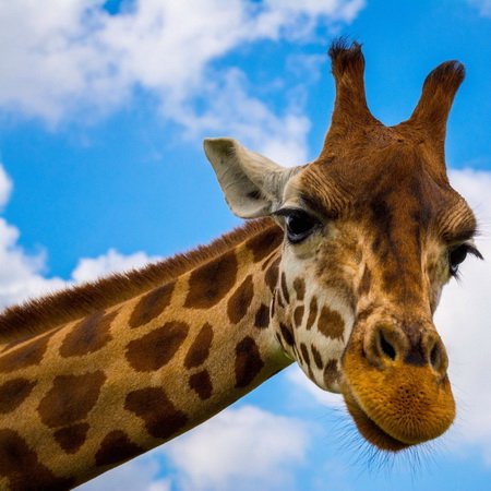 С длинной шеей, весь пятнистый, на высоких ножках…